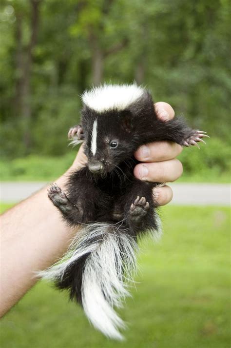 The birth cycle for Skunks is annual, with between 2-10 offspring resulting. Baby Skunks rely wholly on their mother, being blind for the first three weeks of life. Even after that period, they remain in the den for up to a year. Despite this bond, after the year, the kits become solitary, like the rest of the Skunk society.